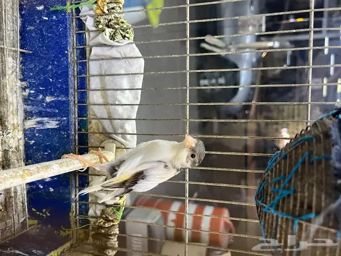 كناري مغرد 46