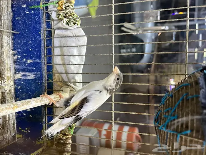 كناري مغرد 47