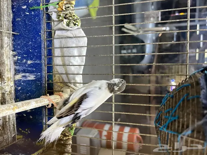 كناري مغرد 48