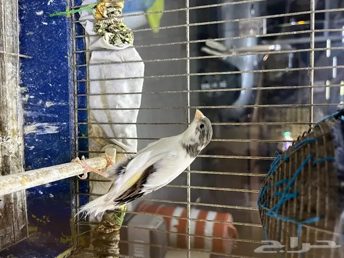 كناري مغرد 6