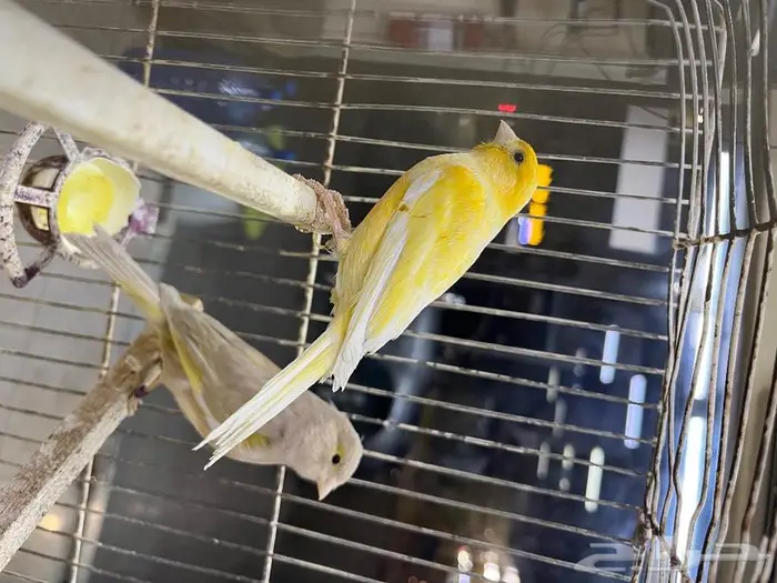 كناري مغرد 34