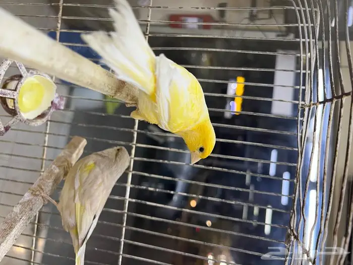 كناري مغرد 35