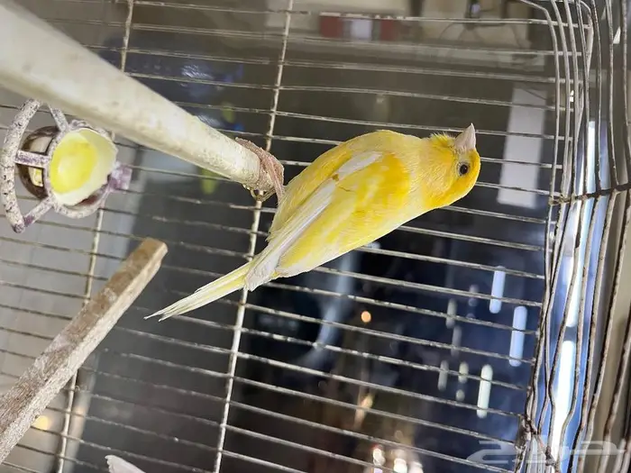 كناري مغرد 36