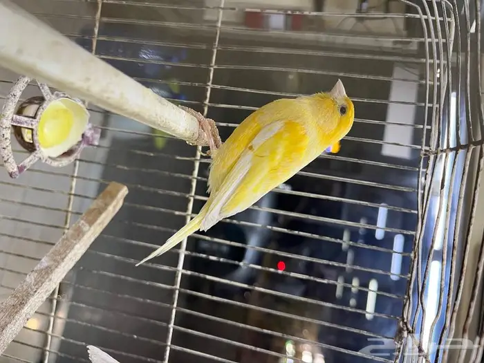 كناري مغرد 37