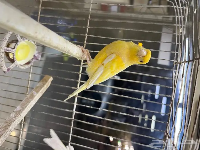 كناري مغرد 38