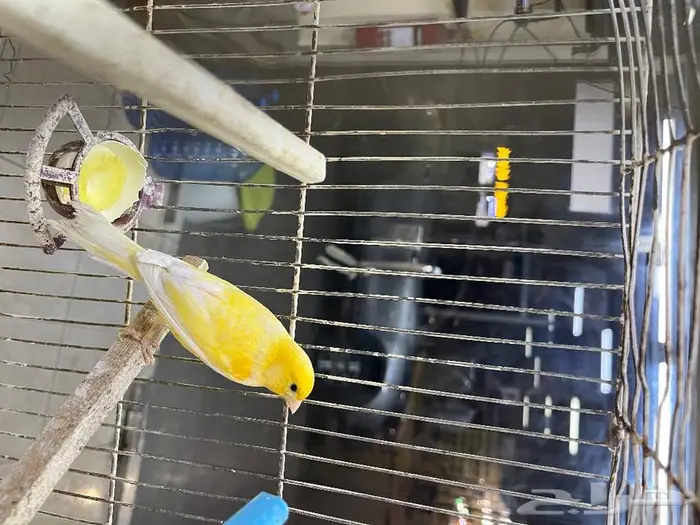 كناري مغرد 39