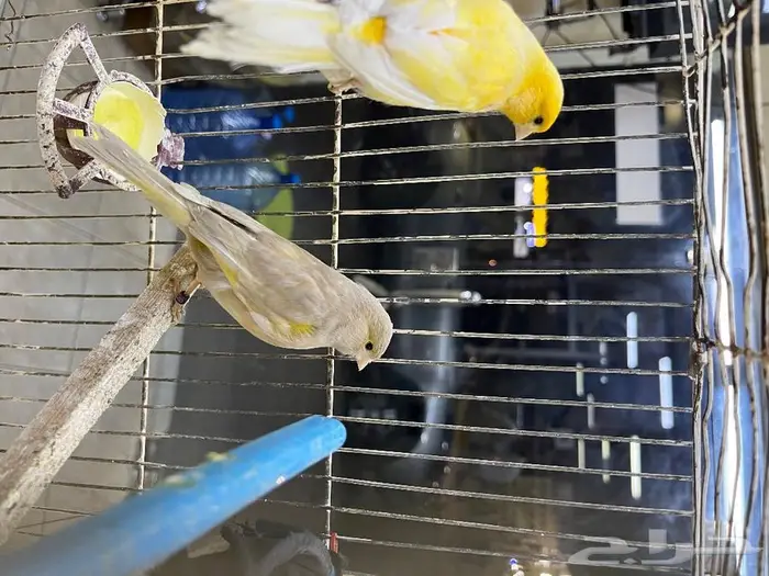 كناري مغرد 40