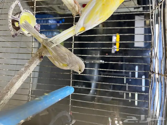 كناري مغرد 41