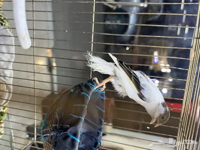 كناري مغرد 49