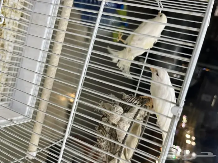 كناري مغرد 50