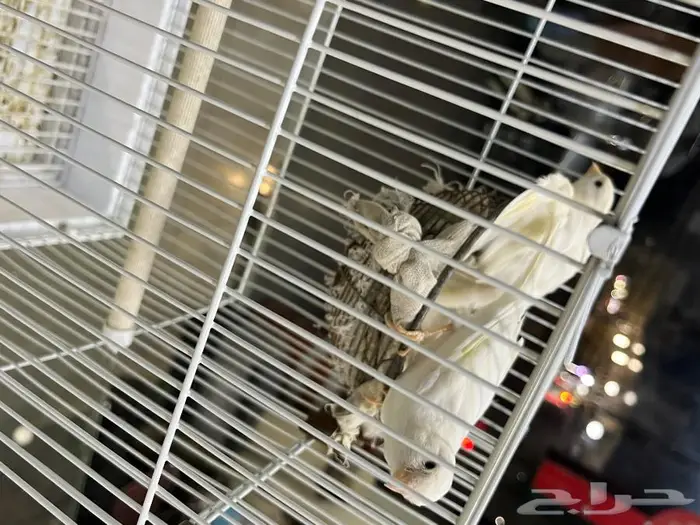 كناري مغرد 51