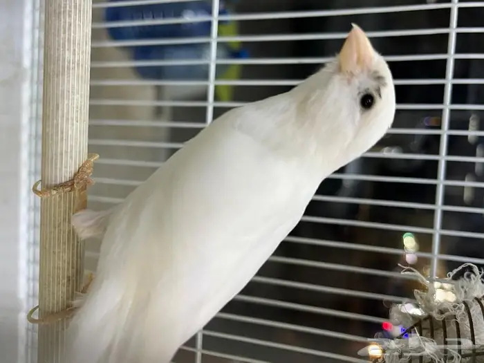 كناري مغرد 5