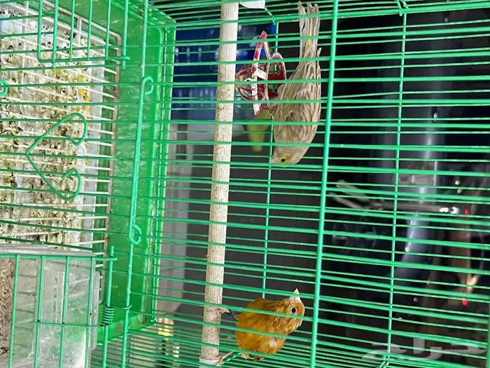 كناري مغرد 52