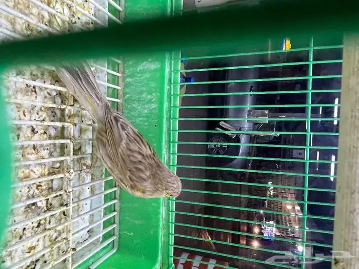 كناري مغرد 53