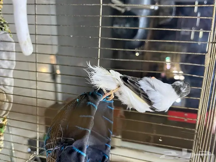 كناري مغرد 54