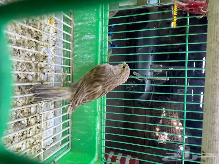 كناري مغرد 55