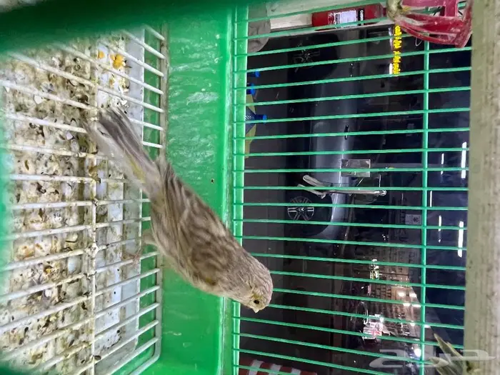 كناري مغرد 56