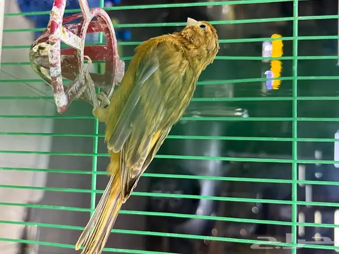 كناري مغرد 57