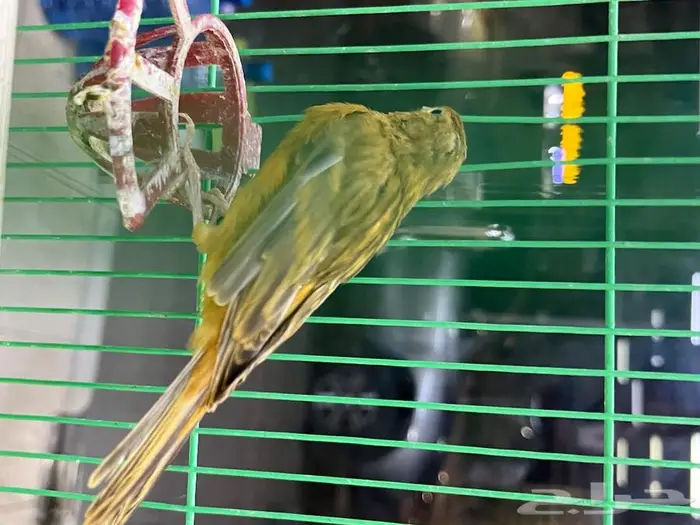 كناري مغرد 58