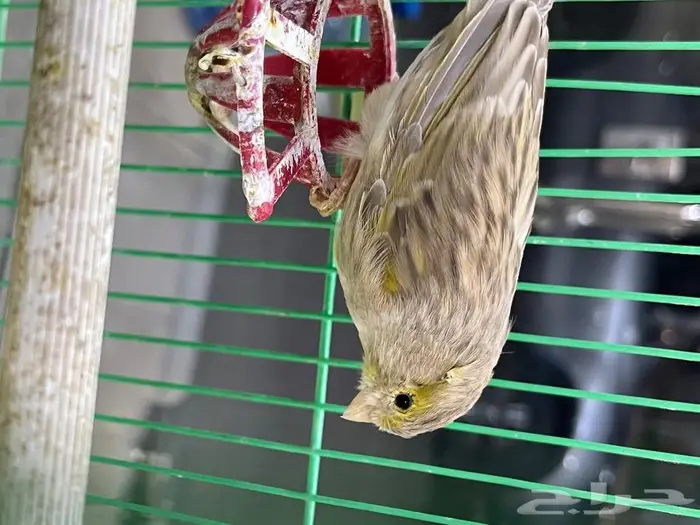 كناري مغرد 7