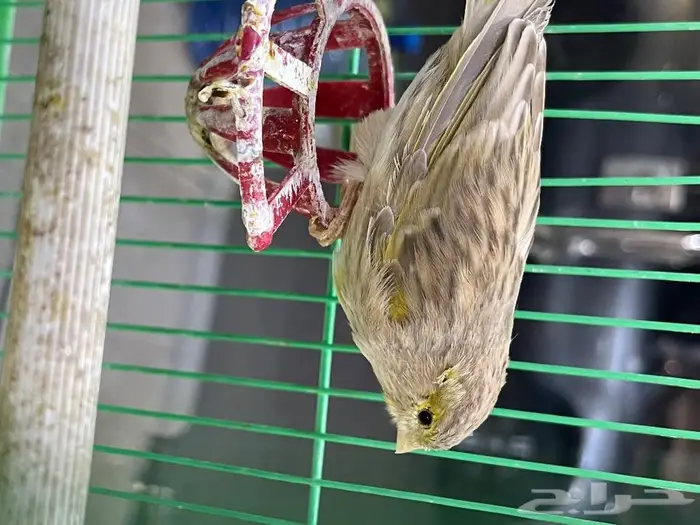 كناري مغرد 59