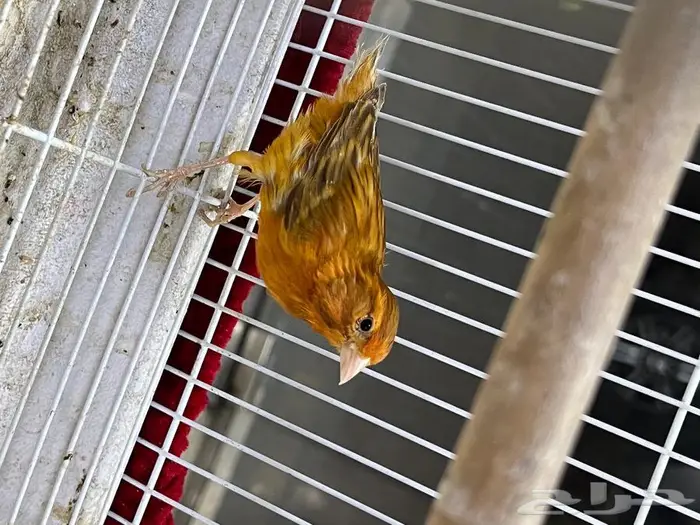 كناري مغرد 60