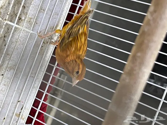 كناري مغرد 61