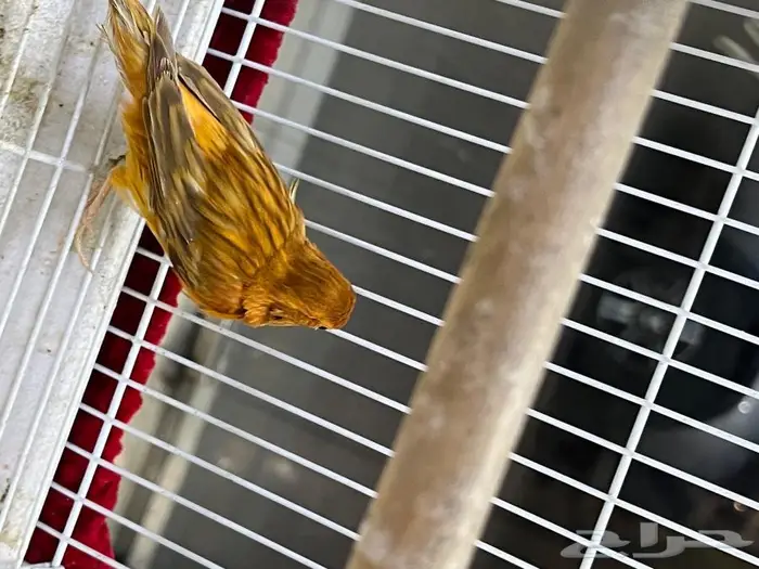 كناري مغرد 63