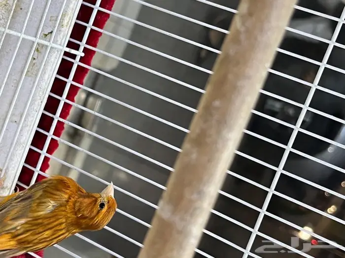 كناري مغرد 64