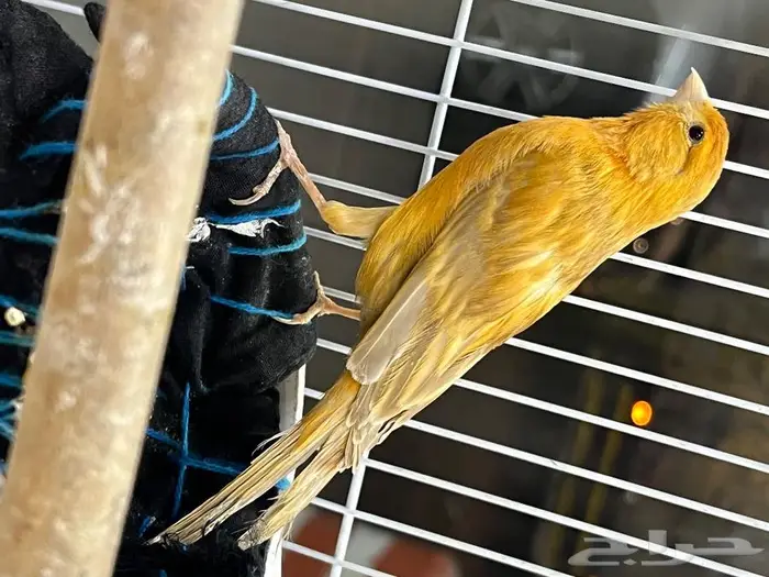 كناري مغرد 65