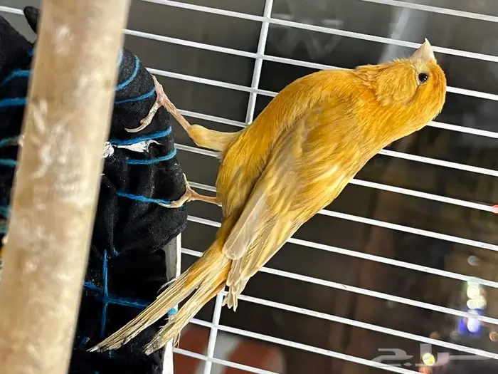 كناري مغرد 66