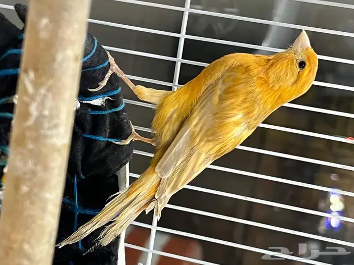 كناري مغرد 4