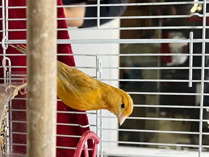 كناري مغرد 67