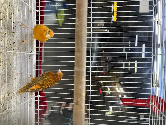 كناري مغرد 68