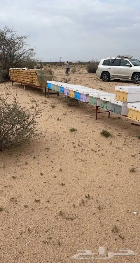 نحل للبيع يفرق بالطايف 7