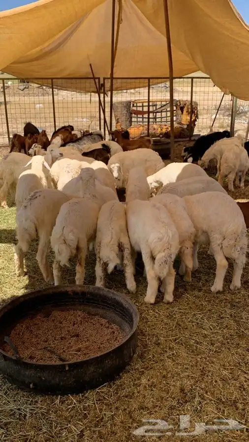 ذبيحتك لباب بيتك راجع التقييم 41