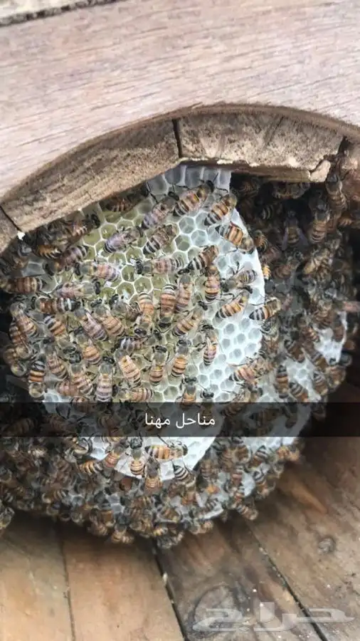 نحل للبيع يفرق بالطايف 5