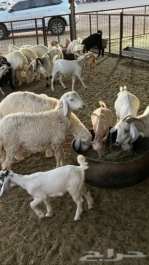 ذبيحتك لباب بيتك راجع التقييم 35