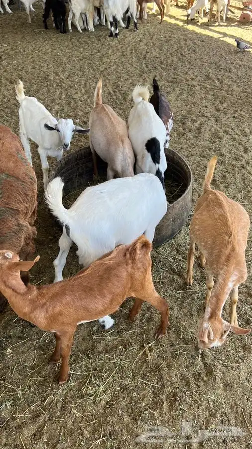 ذبيحتك لباب بيتك راجع التقييم 49