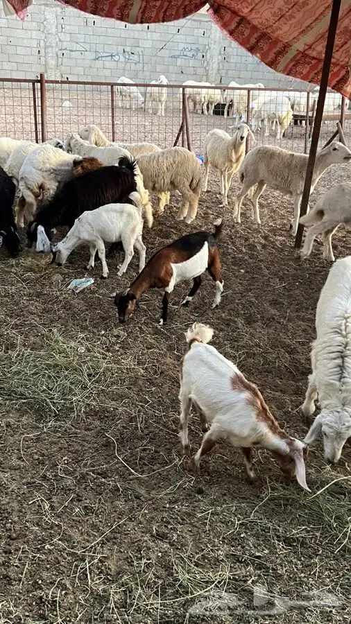 ذبيحتك لباب بيتك راجع التقييم 17