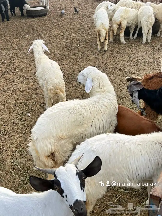 ذبيحتك لباب بيتك راجع التقييم 5