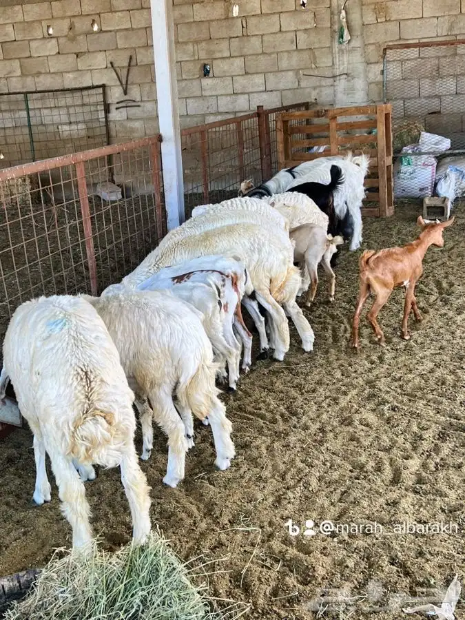 ذبيحتك لباب بيتك راجع التقييم 9