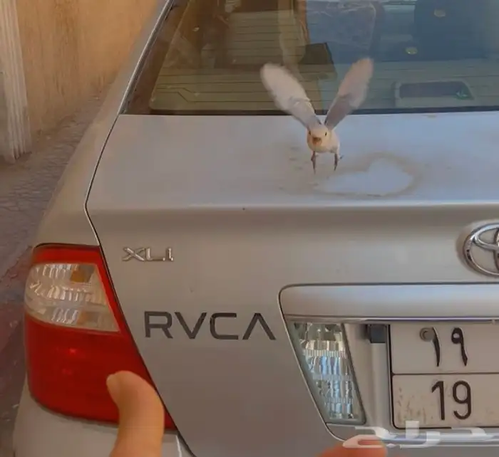 ببغاء روز هدد داخلي نشبه 2
