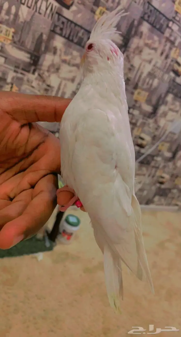 كروان فرخ البيينو 3