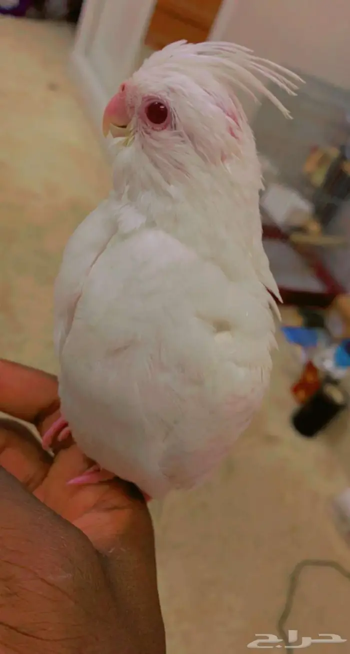 كروان فرخ البيينو 1