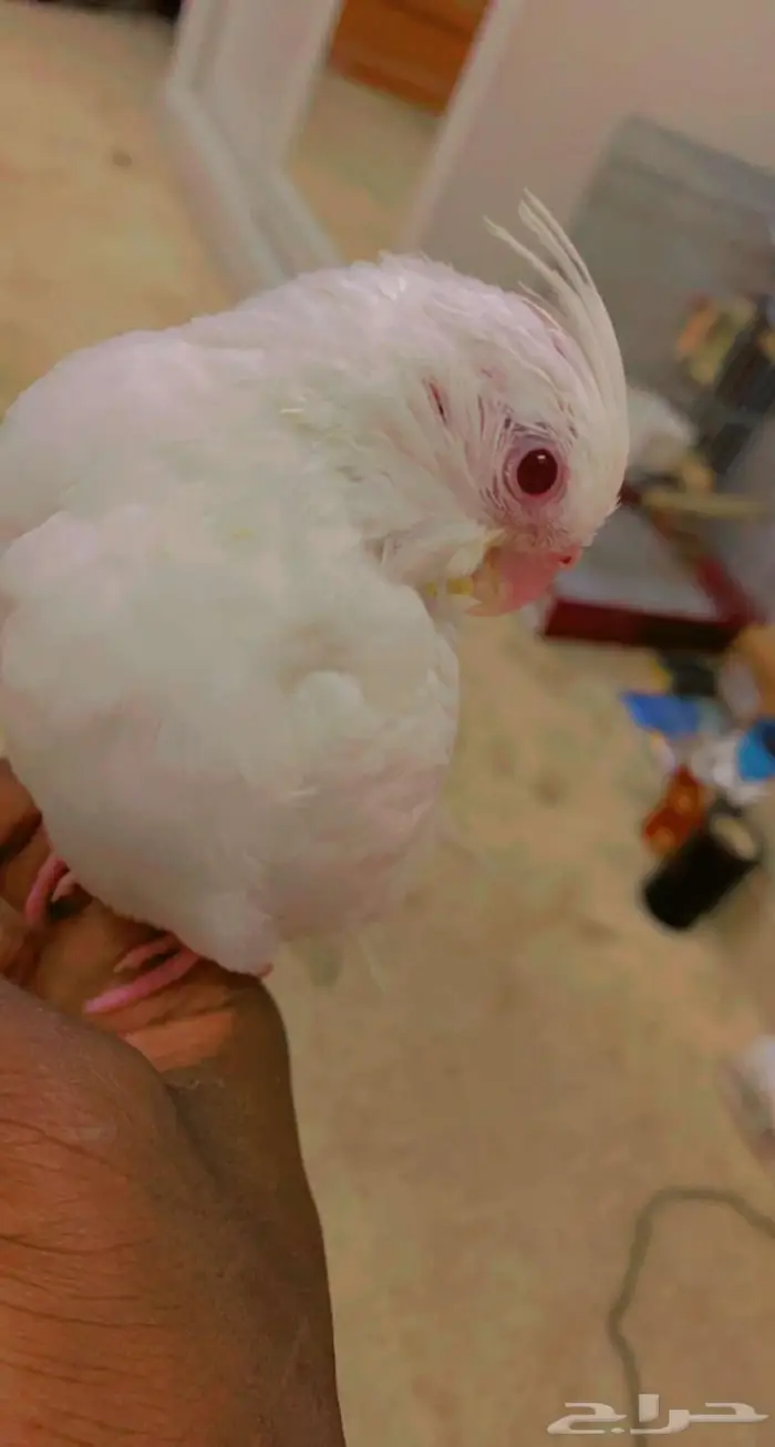 كروان فرخ البيينو 2