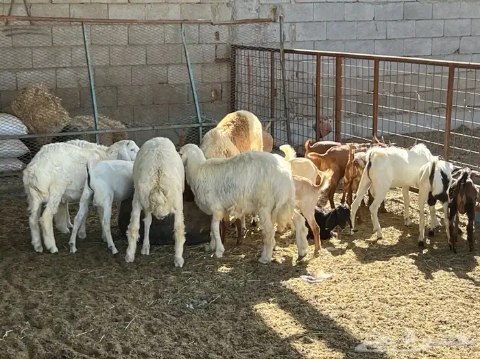 ذبيحتك لباب بيتك راجع التقييم 65