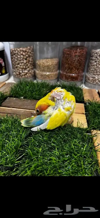 زوج روز منتج بتحليله 11