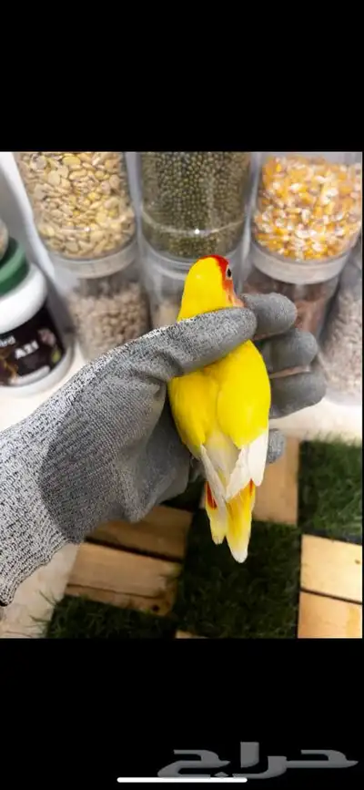 زوج روز منتج بتحليله 5