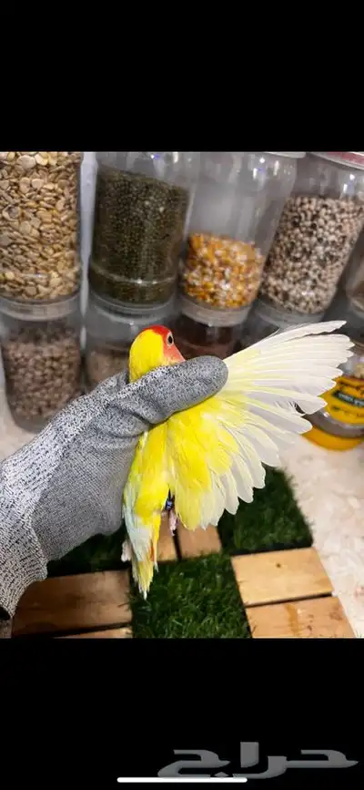زوج روز منتج بتحليله 3